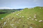 LANDMARKS NEW ZEALAND SHEEP FARM TOUR - AUCKLAND